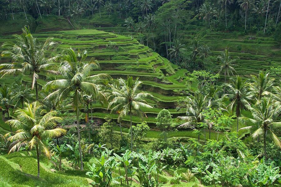 Tegallalang rice terrace near Ubud, Bali